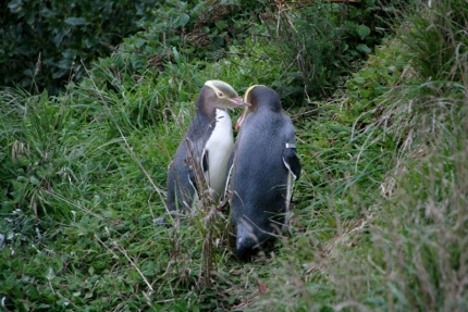 catlins (69)